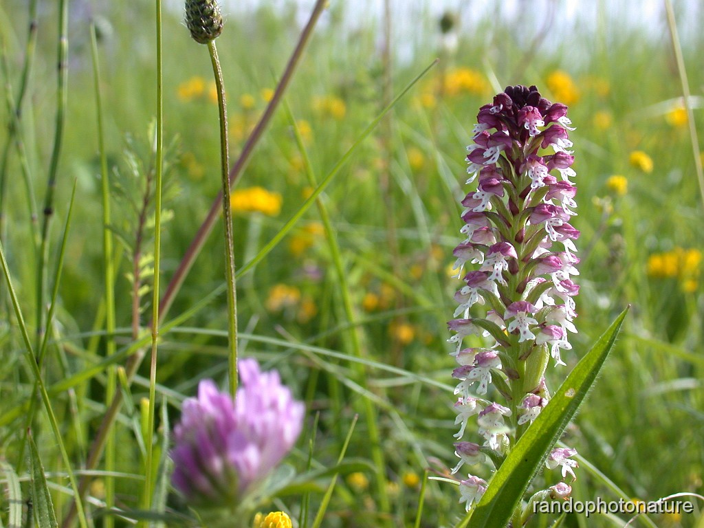 48_Orchis brule_4.JPG - Orchis brûlé